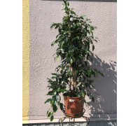 Фикус Даниель 27