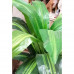 Большое искусственное растение Драцена 1 м